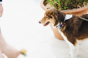 Dog ring bearer wedding Alnwick Gardens