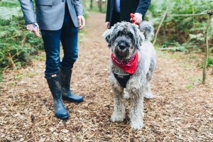 Dog wedding guest
