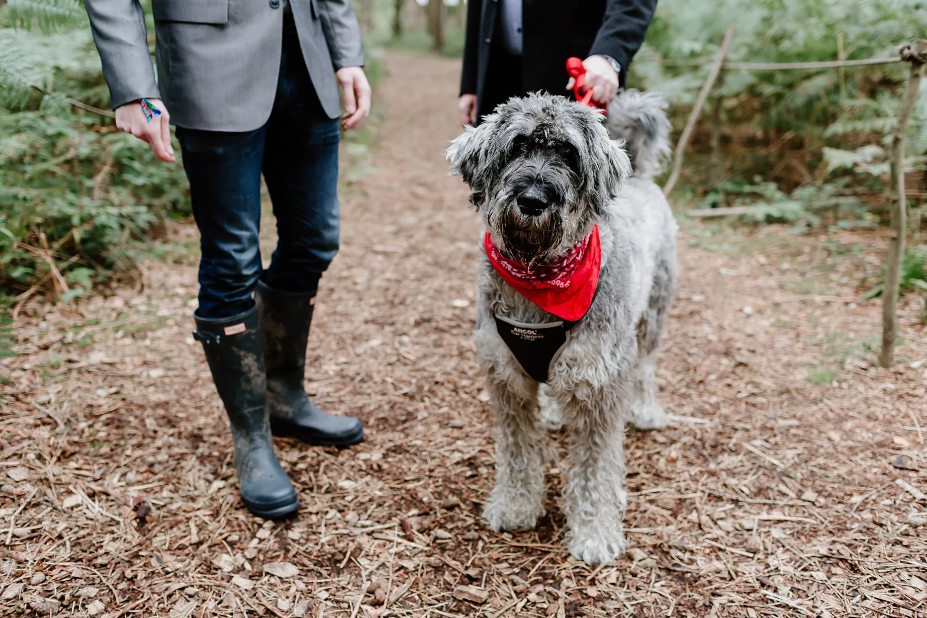 Large grey and black dog wearing a red neckerchief stood with wedding guests before an outdoor wedding at Camp Katur.