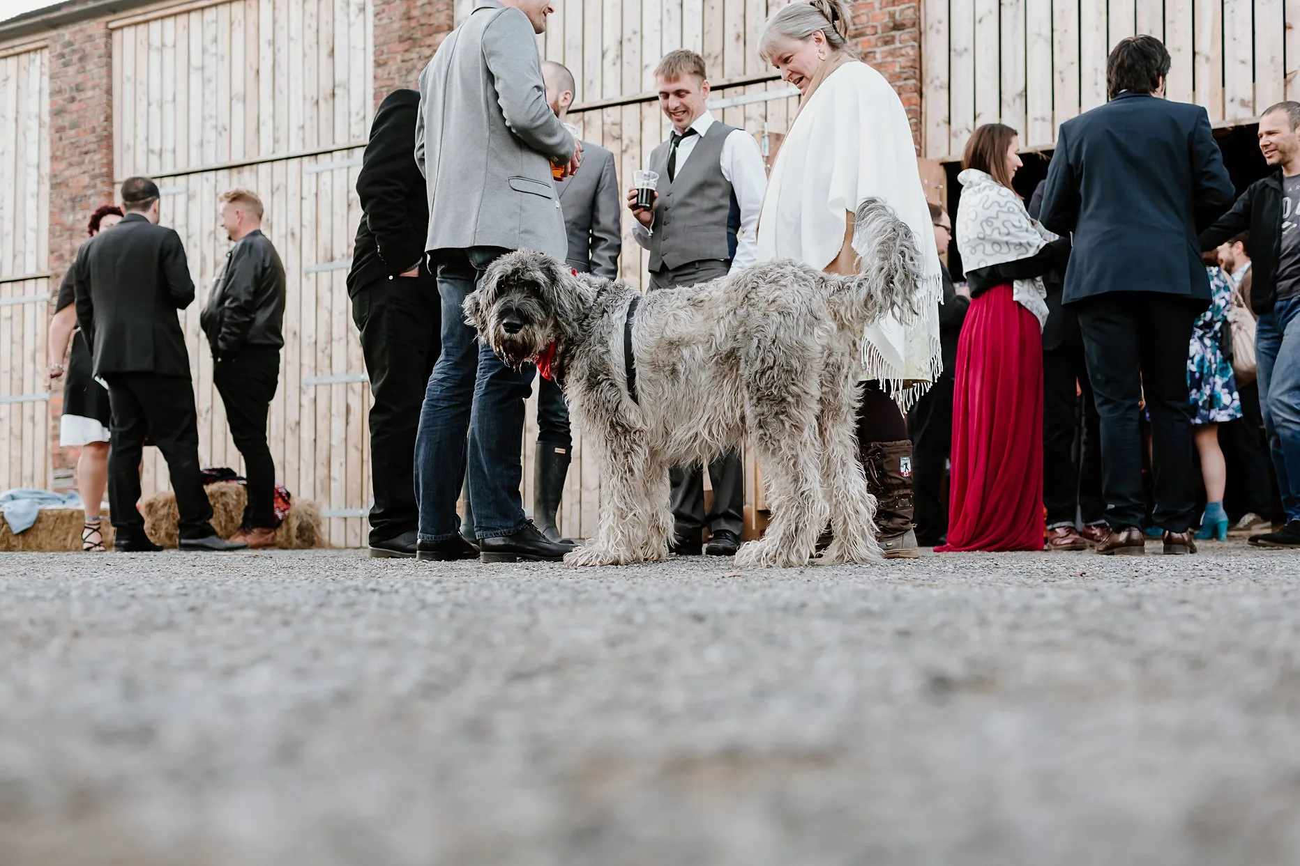 Large grey dog stood with wedding guests outside the Hay Barn at Camp Katur.