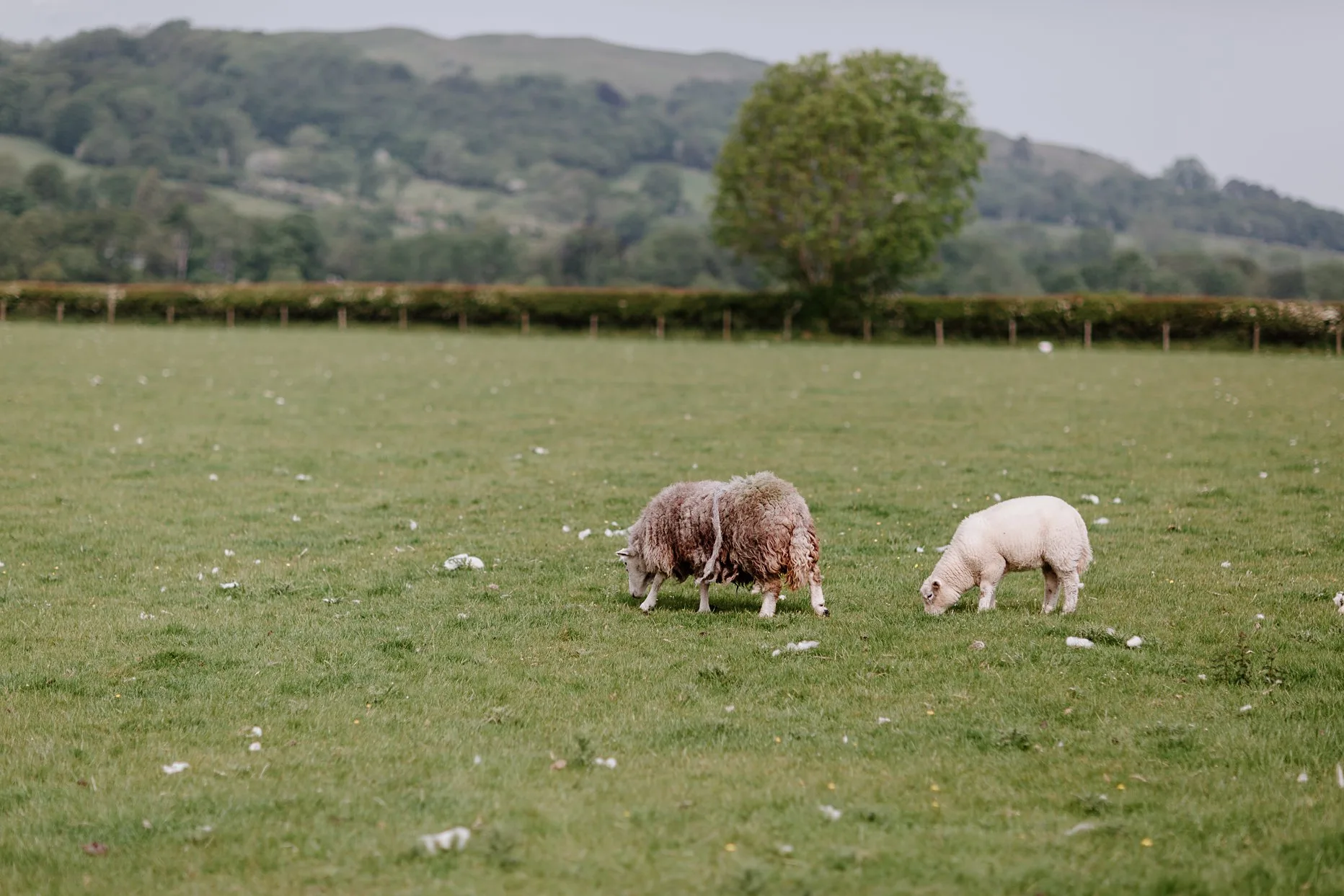 Two sheeps grazing in a field in Cockermouth, Lake District