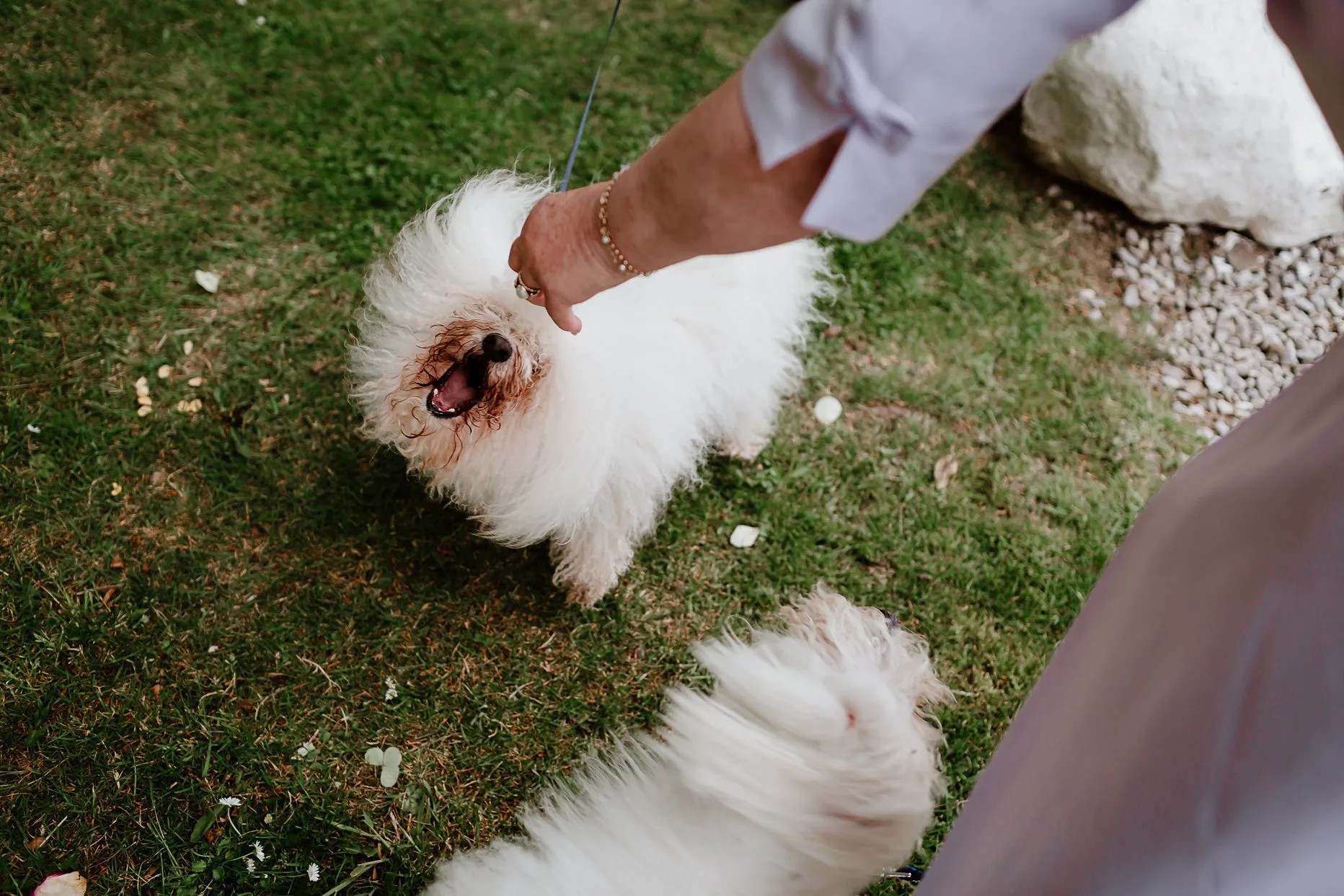 White fluffy dog looking up at camera as a wedding guests reaches down and feeds it a dog treat. New House Farm is a dog friendly wedding venue.